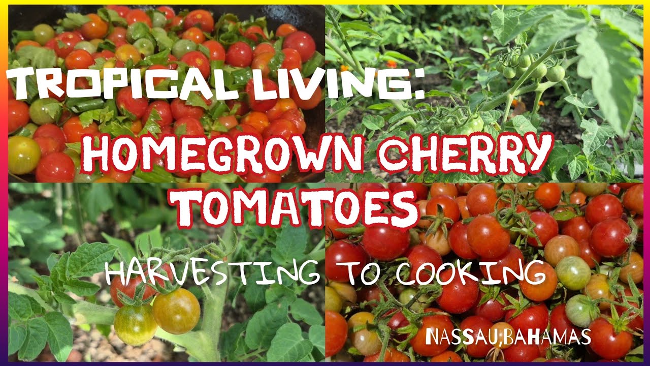 TROPICAL LIVING:HOMEGROWN CHERRY TOMATOES (HARVESTING TO COOKING)  #tomatoes #nassaubahamas 