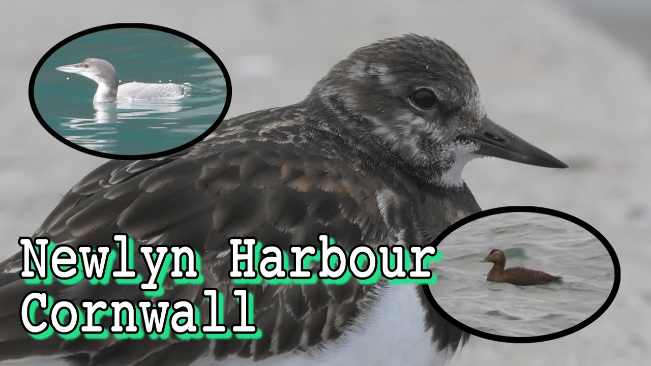 Close up Turnstones and Great Northern Diver at Newlyn Harbour