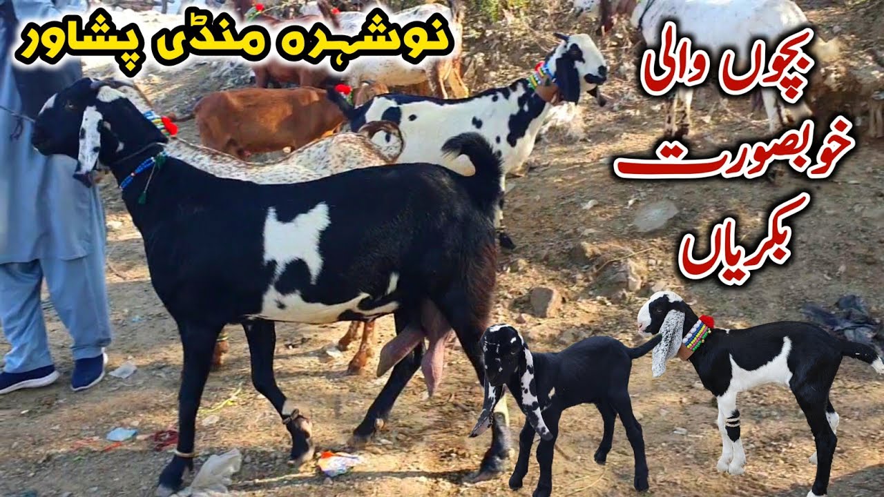 Bacho Wali Bakriyan | Nowshera Bakra Mandi Peshawar November 2023