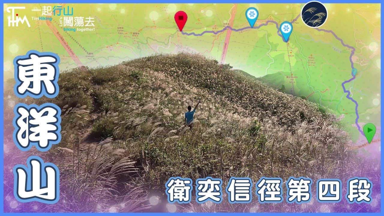 【香港行山】東洋山🌾芒草大盛放 360度景緻⛰️衛奕信徑第四段 超詳細解說路況 最近馬路的芒草海 沿路落山有美麗夕陽 | TimHiking