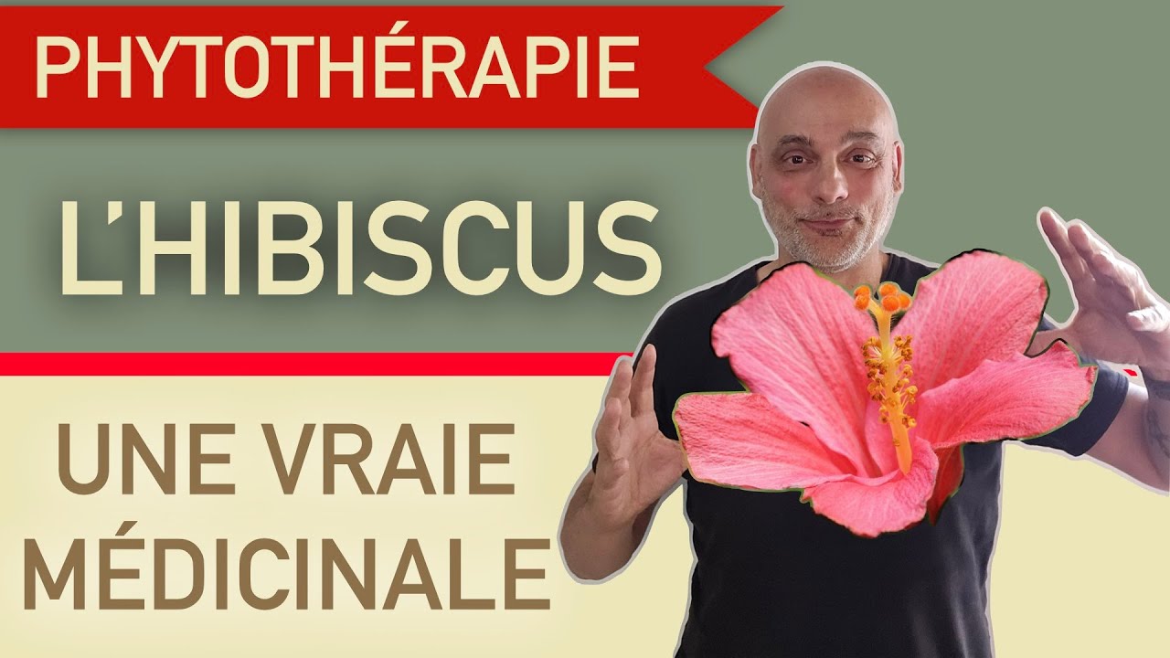 L'hibiscus une plante médicinale à découvrir ou redécouvrir