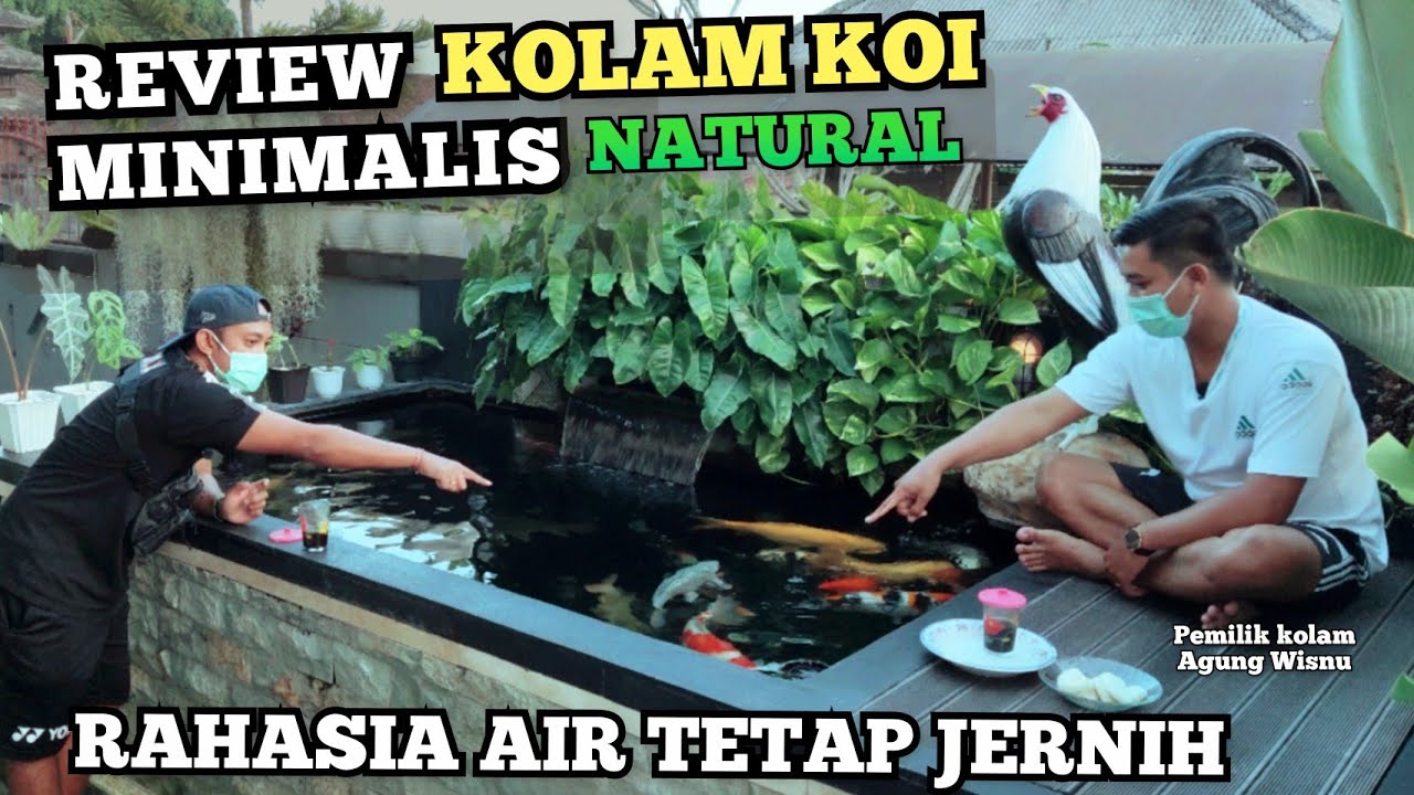 REVIEW KOLAM KOI MINIMALIS, AYAM JAGO, TETAP JERNIH WALAU 5 BULAN BELUM CUCI FILTER