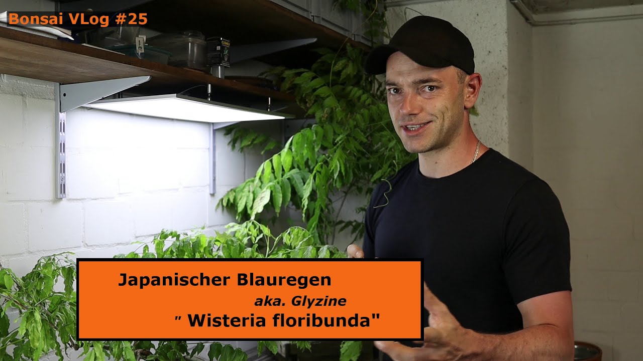 Blauregen 