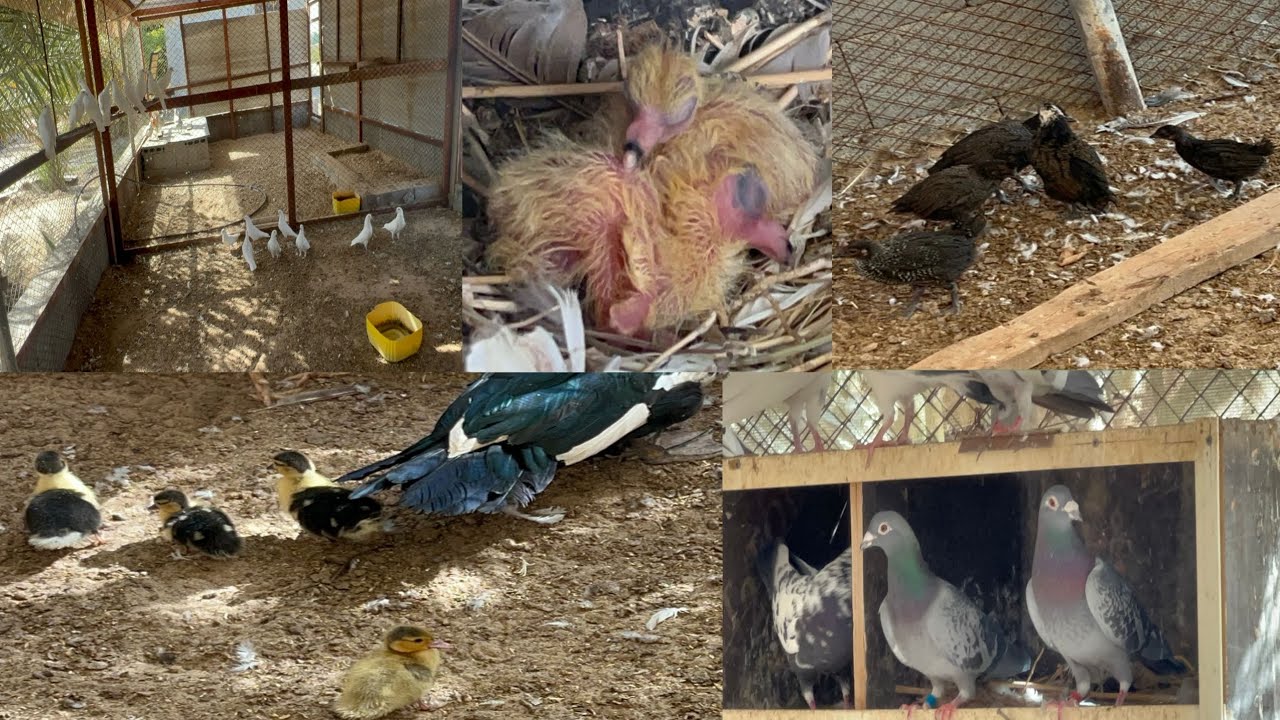 💯To finally 🏡 Hamare master 👍 cage mei bahut sare 🕊️good news 💯 agai hai chicken baby duck baby 💞