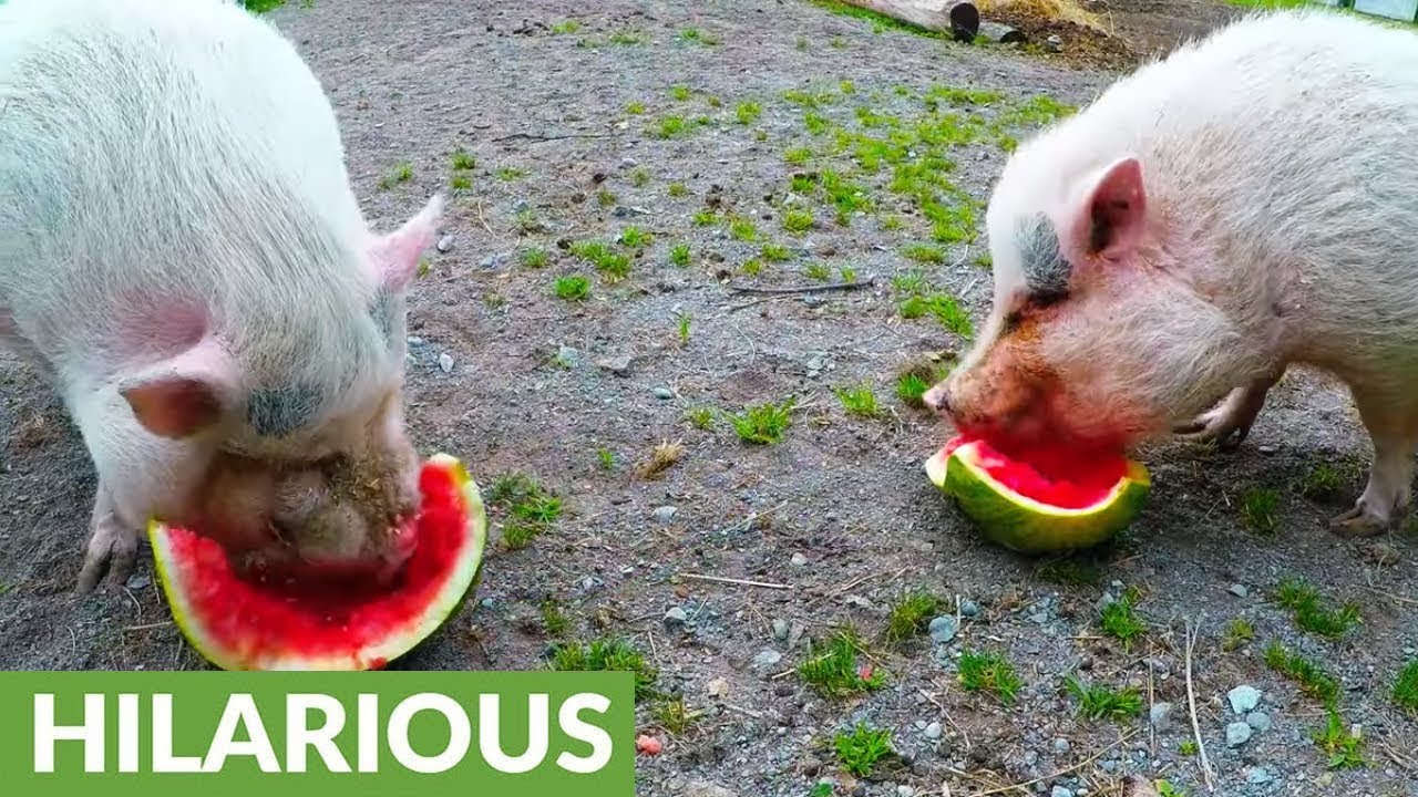 Rescued pigs are ecstatic when treated to watermelon