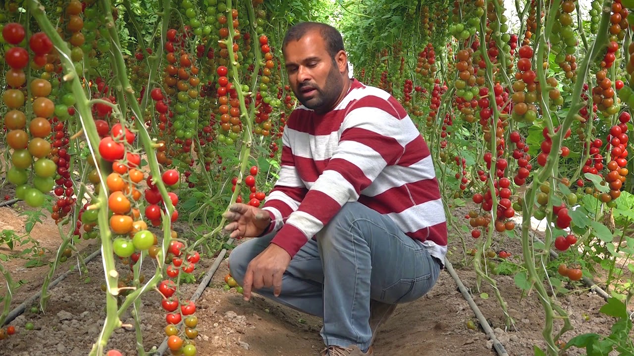 زراعة طماط الكرز (بذور فلسفة الابداع ) How to plant cherry tomatoes