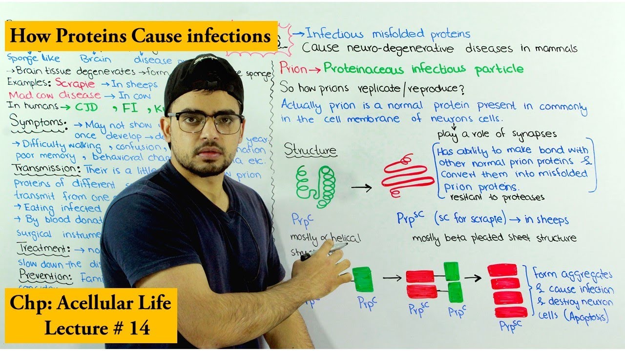 Prions | Proteinaceous infectious particles | Spongiform Encephalopathy |