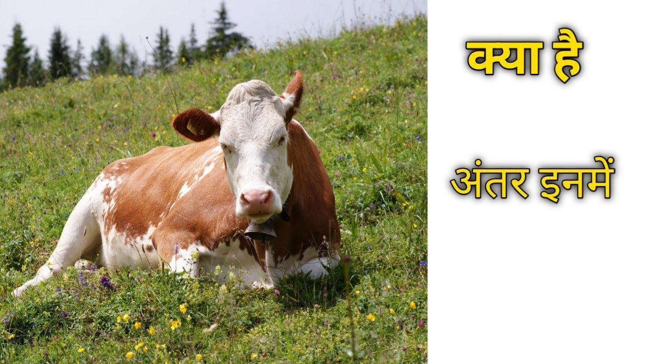 Daily facts in hindi 