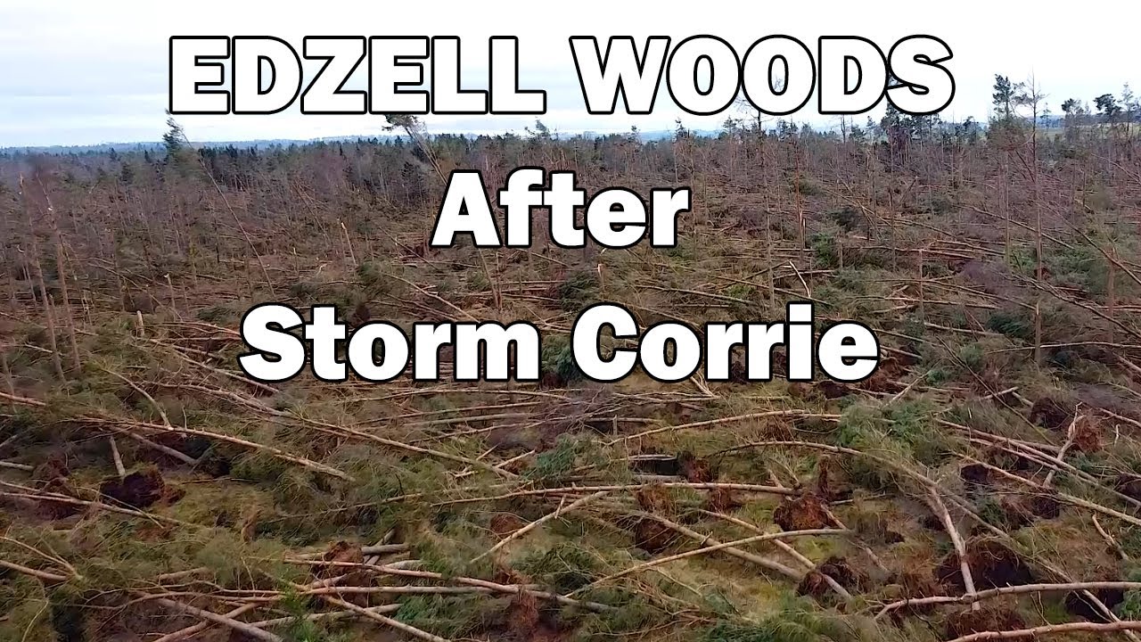 Edzell Woods After Storm Corrie