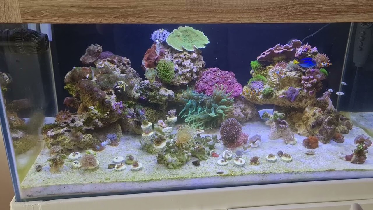 Deniz akvaryumu yeni mercan ve balıklarımız geldi