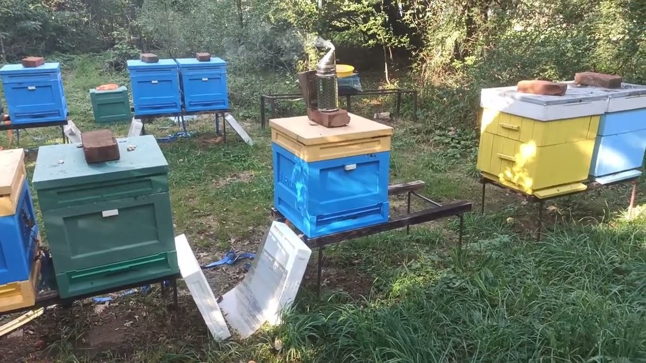 Co słychać w pasiece przed karmieniem zimowym 3.09.2025