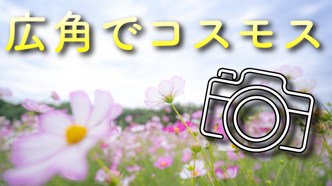 17-28mm広角レンズで日本屈指のコスモス畑を写真撮影！コツやテクニックも！