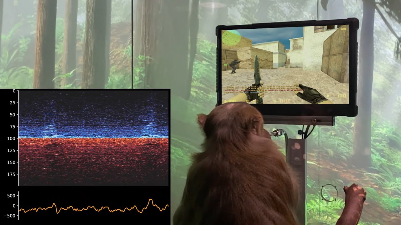 Monkey plays CS 1.6 with his mind using Neuralink brain implant