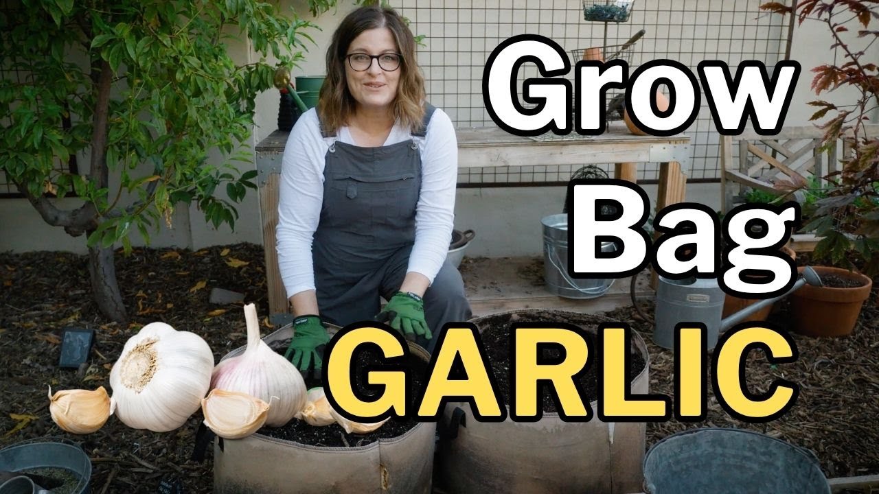 GROWING GARLIC IN GROW BAGS: What You Need to Know