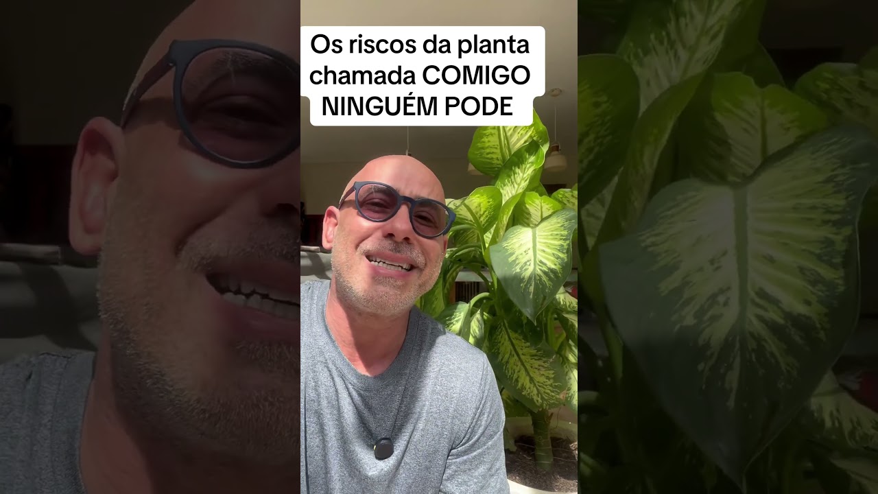 Os perigos da planta Comigo ningu&eacute;m pode.