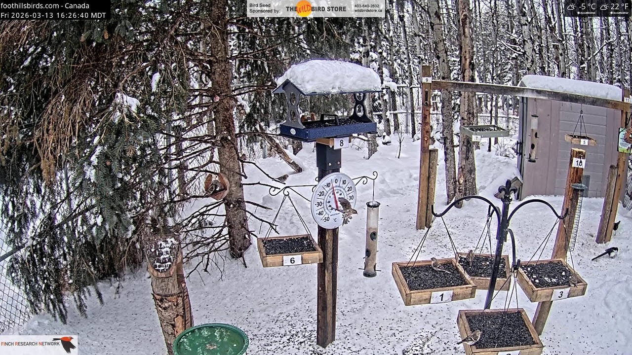 2026-03-13 - Foothills Birds - Foothills, AB - Live Stream Bird Feeder Cam (FiRN)