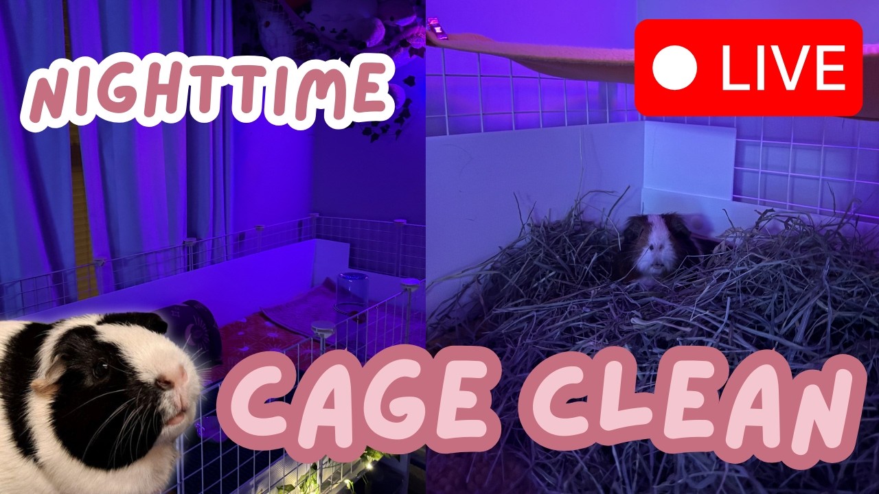 The Cavy Crescent is live for a nightly cage clean!