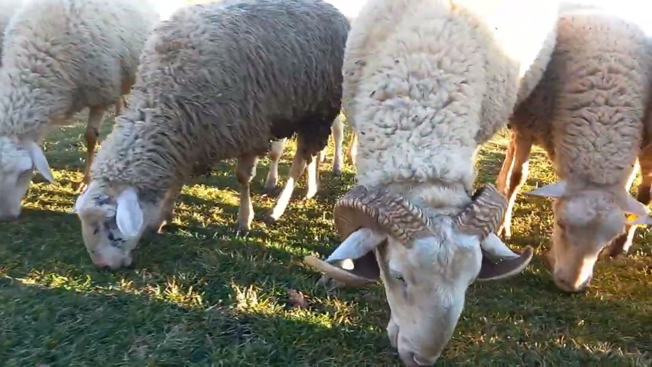 Ferma e Dheve Verbic