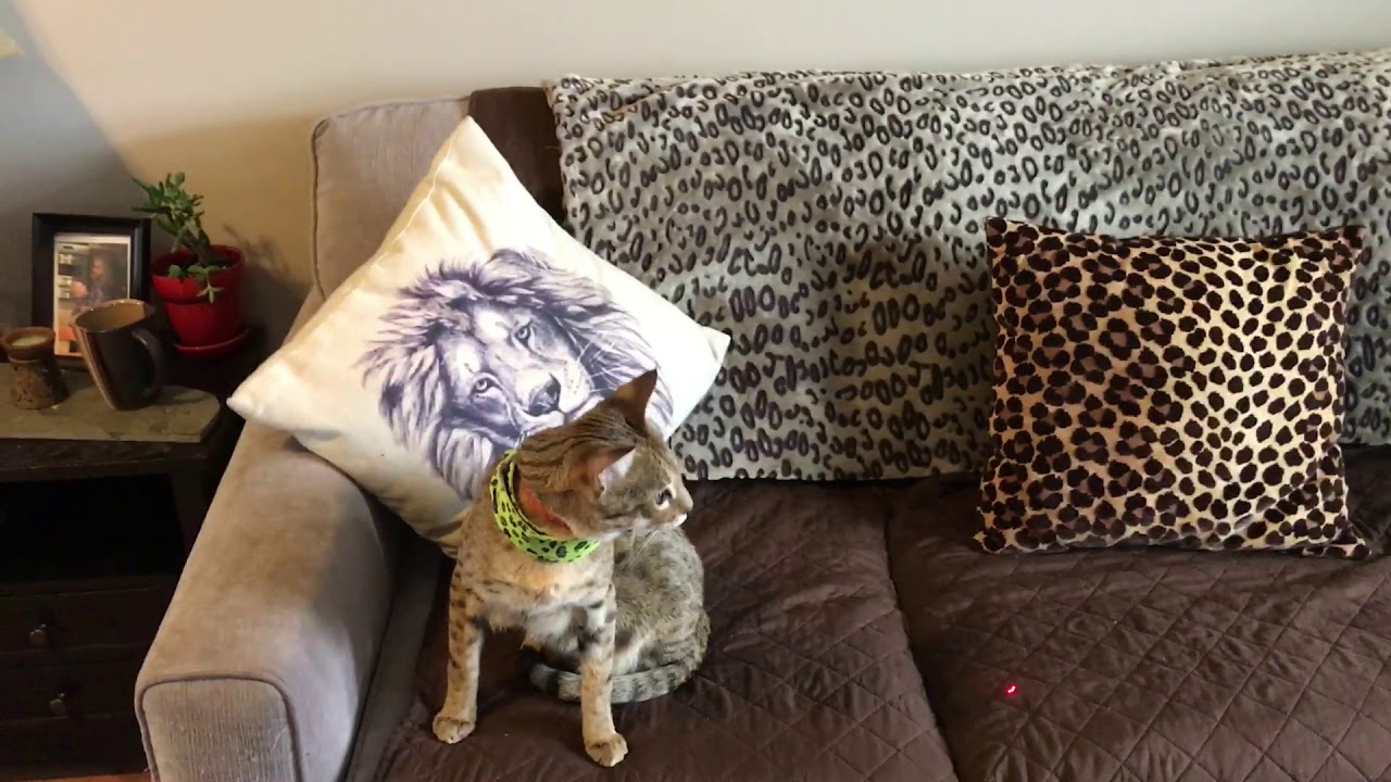Savannah cats 101