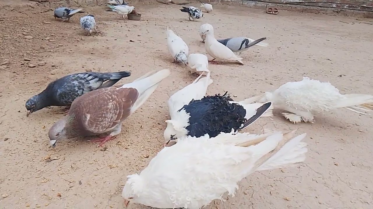#pigeon 