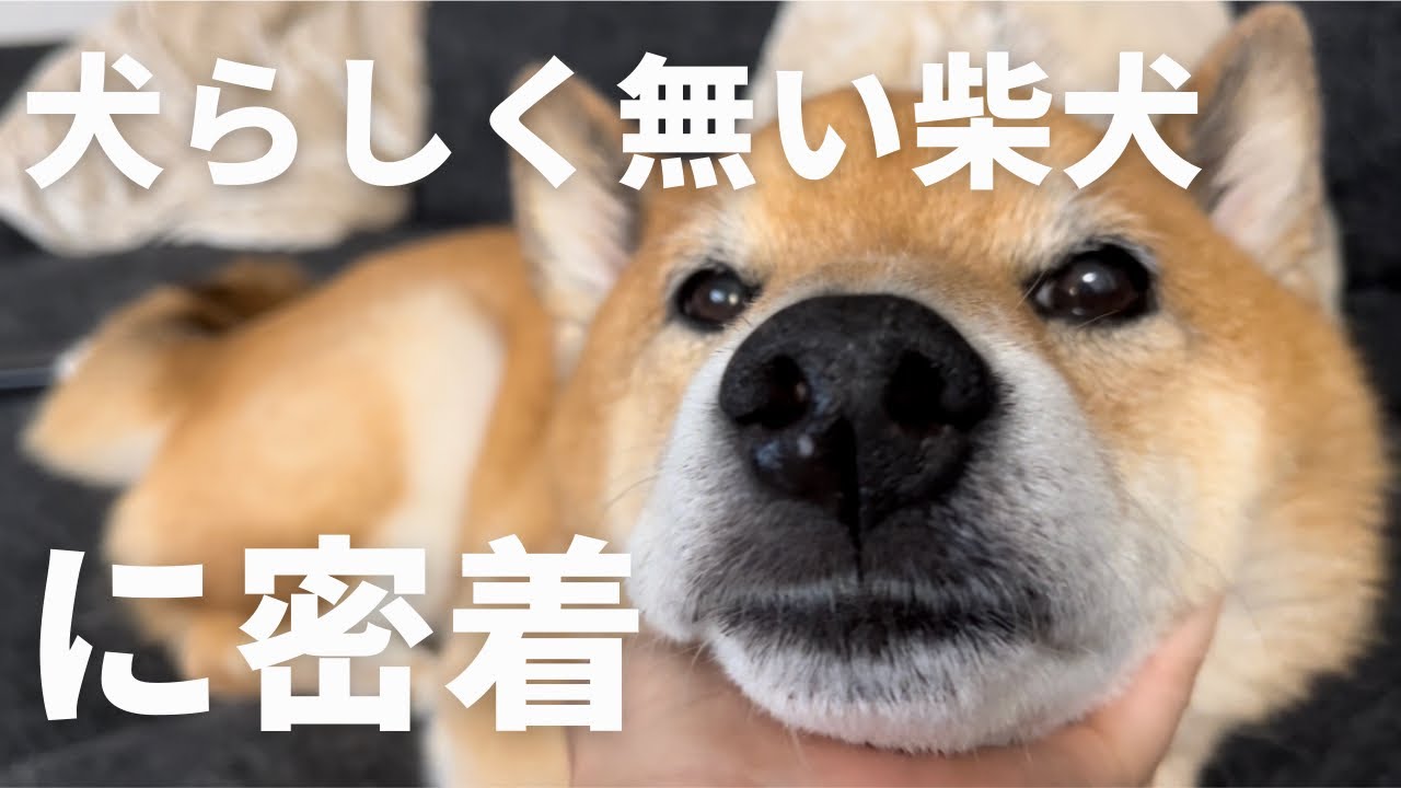 クセ強い柴犬との毎日をご覧ください。