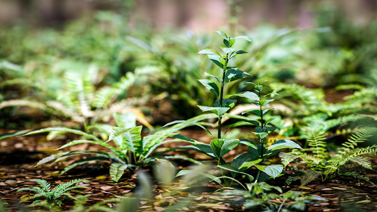 Blender 5.0 Создайте растение с новым модификатором массива