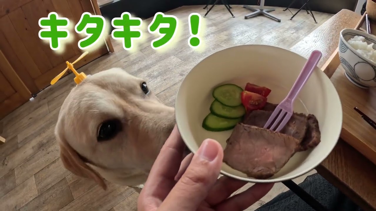 【Cafeどす】ラブラドール愛の伝わるカフェに行ったら最高だった👍#大型犬のいる生活 