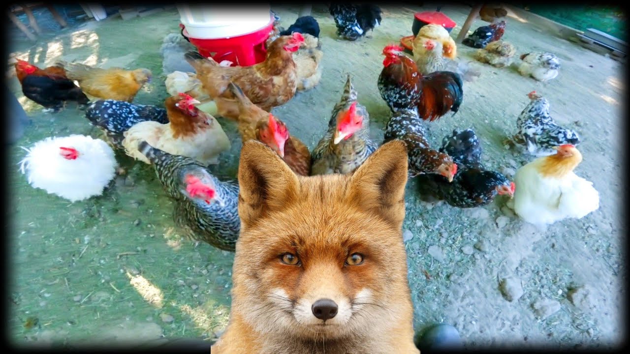 #chicken 🐓🐤🦆Jak chronić kury przed lisem 🦊