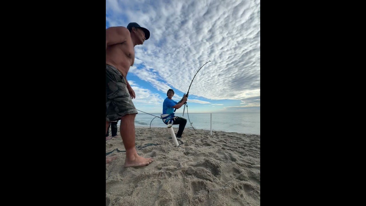 8ft Hammer Head Shark A Beautiful South Florida Morning. 
