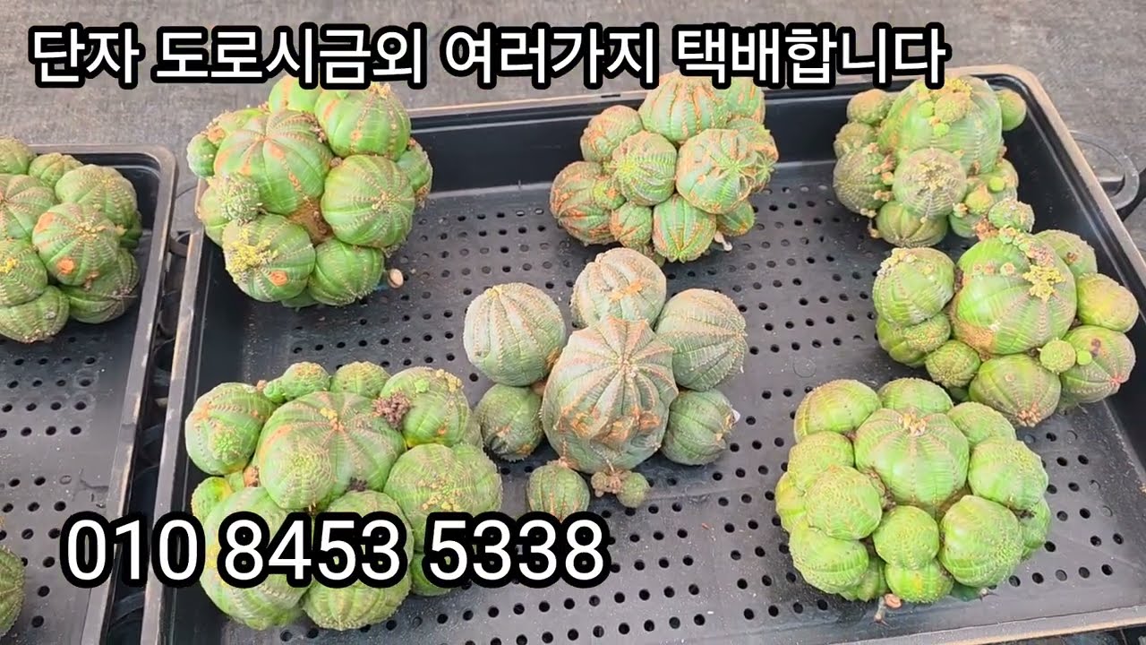 도로시금옥목단.제관금.라고세이금.난봉옥금 