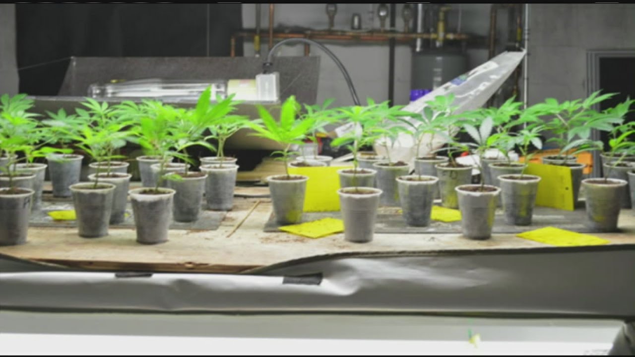 40 marijuana plants seized from Chicopee home