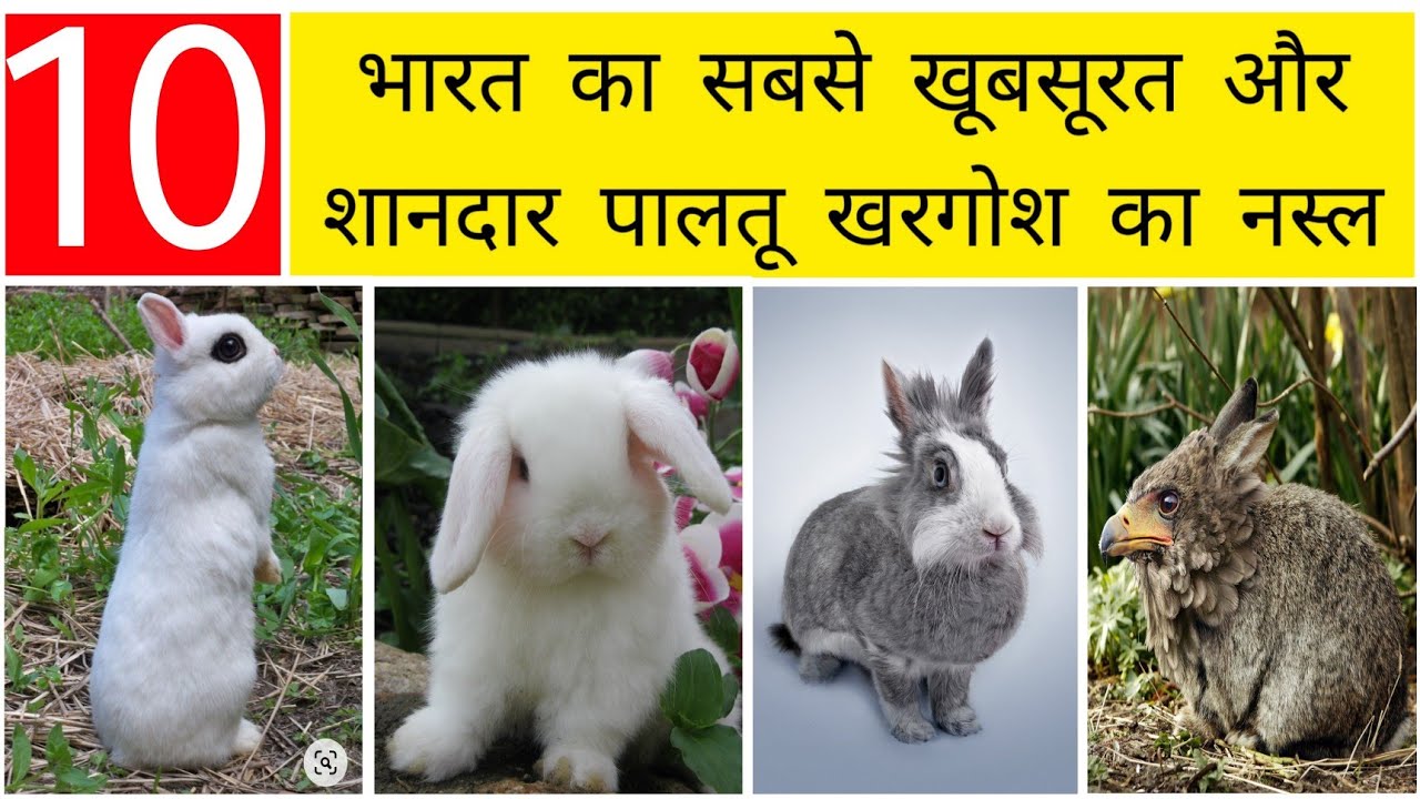 Indian Rabbit Breeds | 10 Popular Rabbit Breeds in India