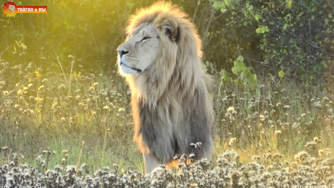 Лев Олежка претендует на звание ЧЕМПИОНА по ловле куриных конфет! Тайган. Lions life in Taigan.