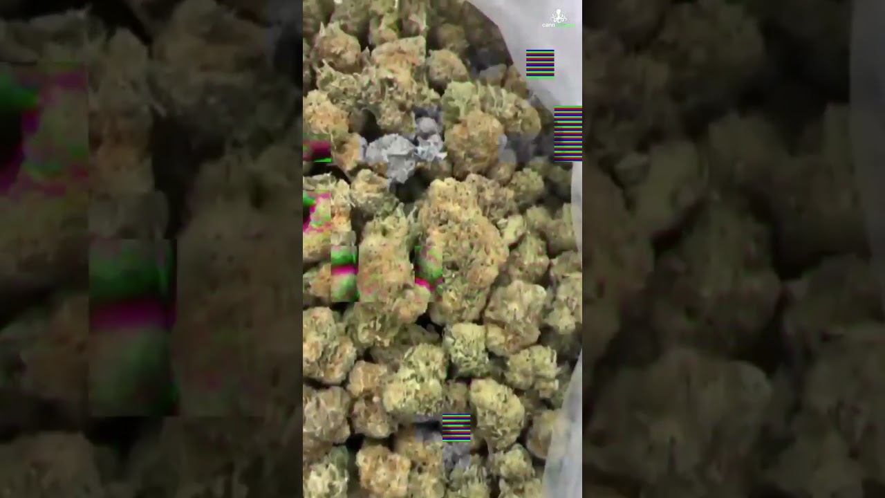 The Fascinating Science of Orange Crush Marijuana
