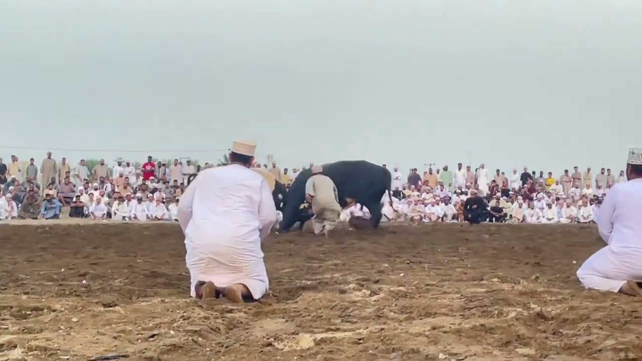 الثلج الابيض :  بودينار