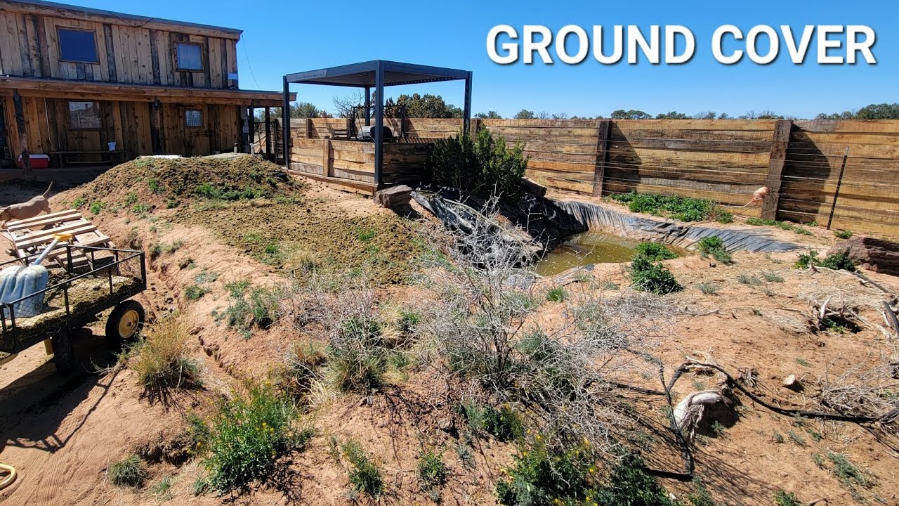 Turning Desert Dirt Into Ground Cover on my High Desert Homestead