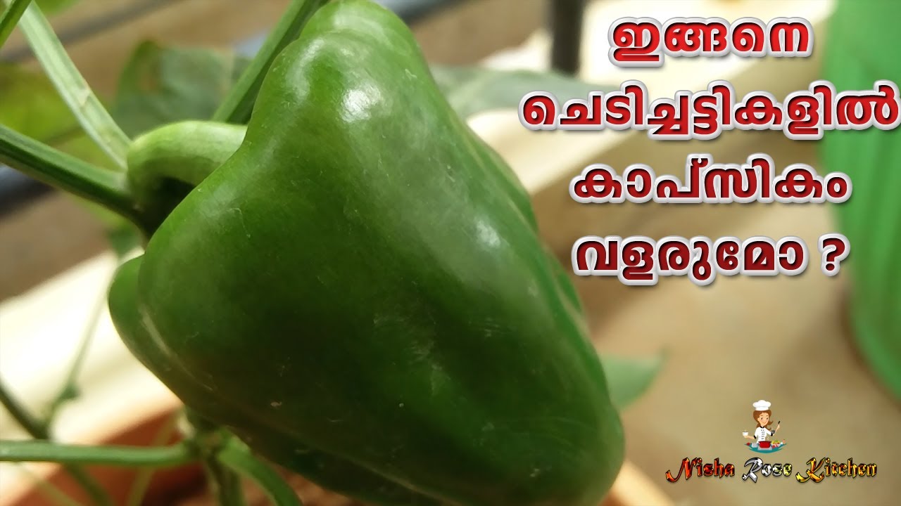 വീടുകളിൽ നമുക്ക് കാപ്സികം വളർത്താം | Capsicum |  How to grow capsicum plant - Nisha Rose Kitchen