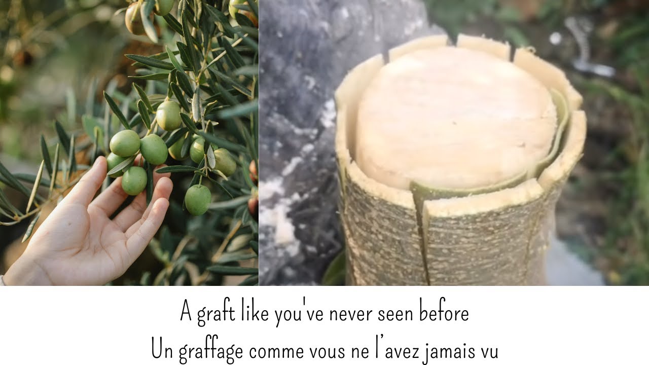 Incroyable technique de greffe de l'olivier (100% de réussite)- Pr. Aïssa MOUHOUBI
