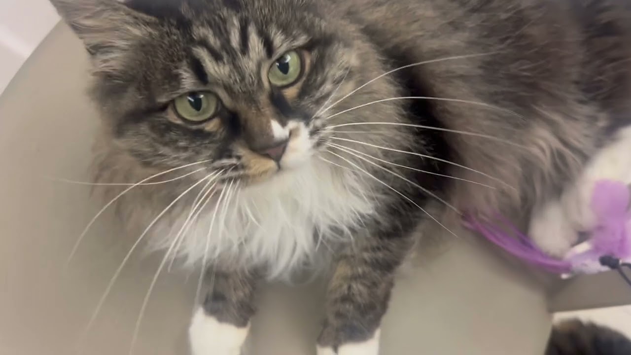 親戚のにゃんず🐾#meow #adorablecats #貓咪 #고양이 #猫動画 #癒し猫動画 