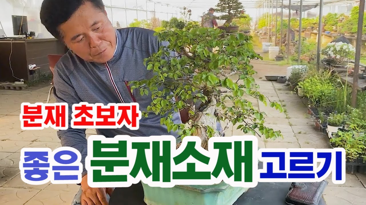 완전 초보자를 위한 분재 키우기 ⓵ _ 분재 소재 고르는 요령 / 이런 분재소재는 반드시 피해라! / 동막골분재원 박찬수 원장