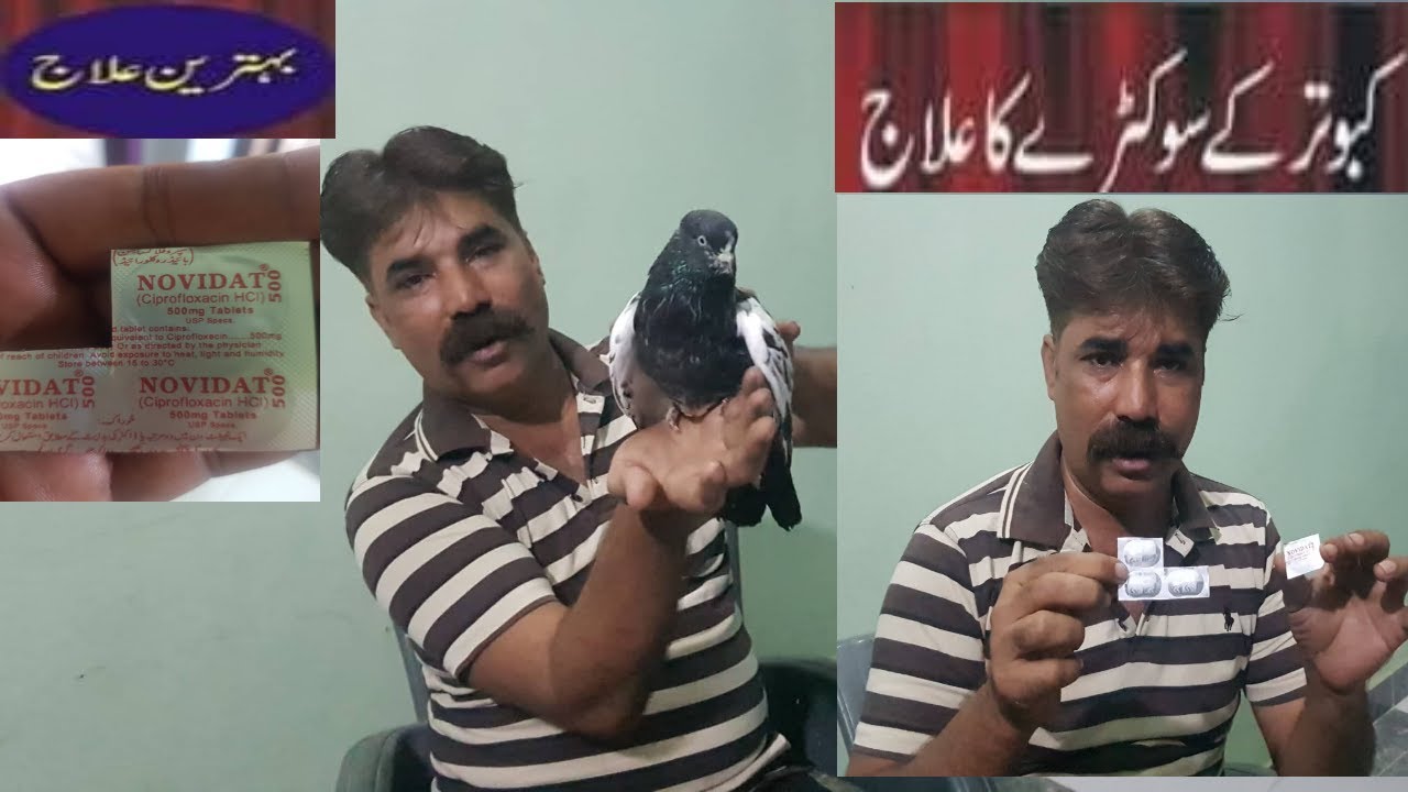 1(One)  Tablet se Sukhy Ka Elaj Hamesha Hamesha ky lye | Shahid Rajput Pigeons | سوکڑے کا علاج