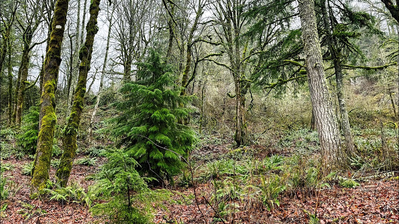 Selective thinning for a reforestation project!
