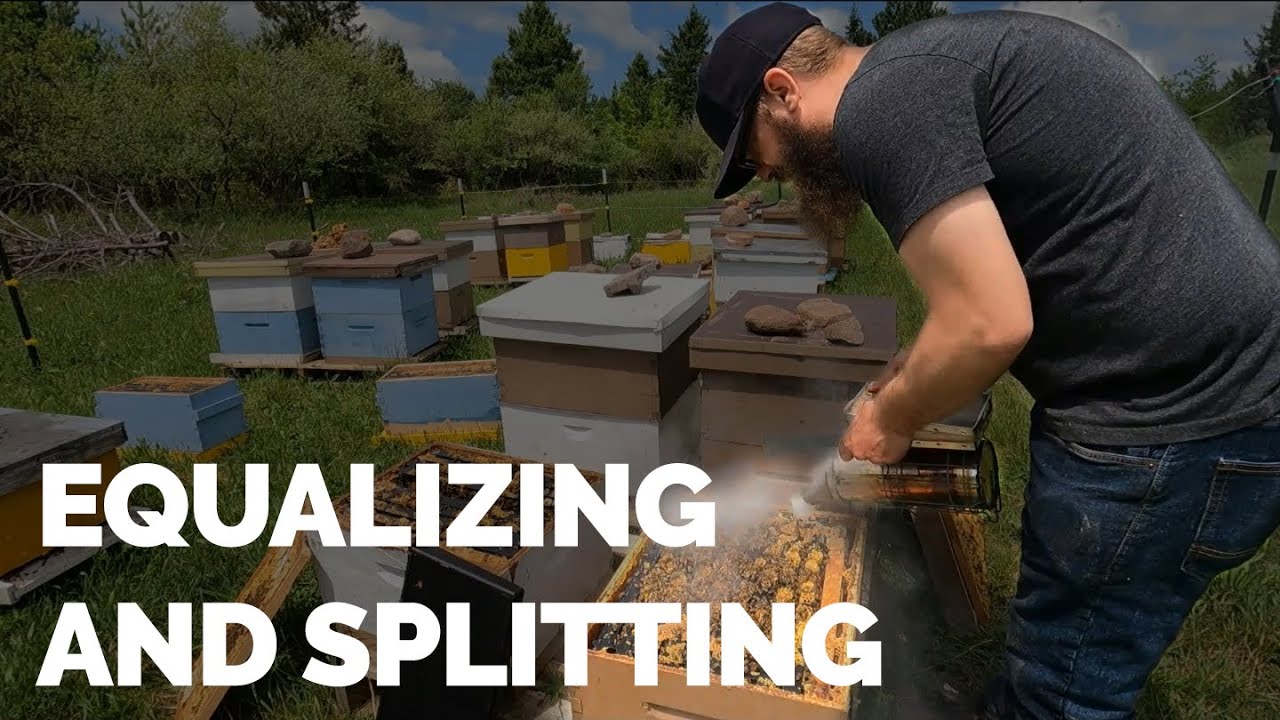 A Look At My Whole Day Equalizing And Splitting Hives