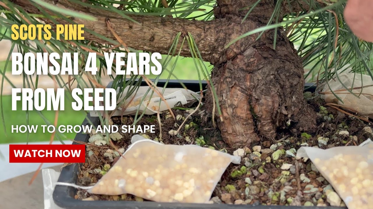 from seeds 4 years old Scots Pine in development - up pot and wiring