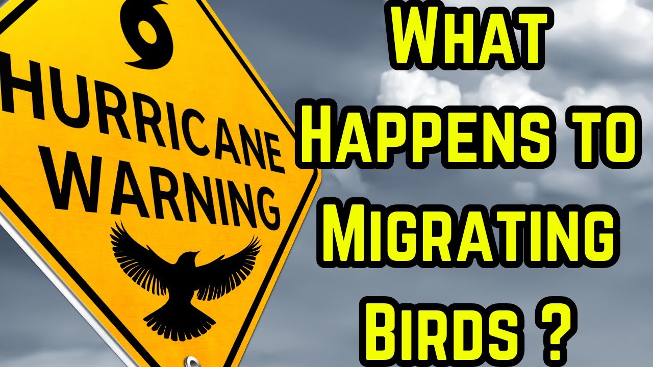 How Do Migrating Birds Survive Hurricanes?