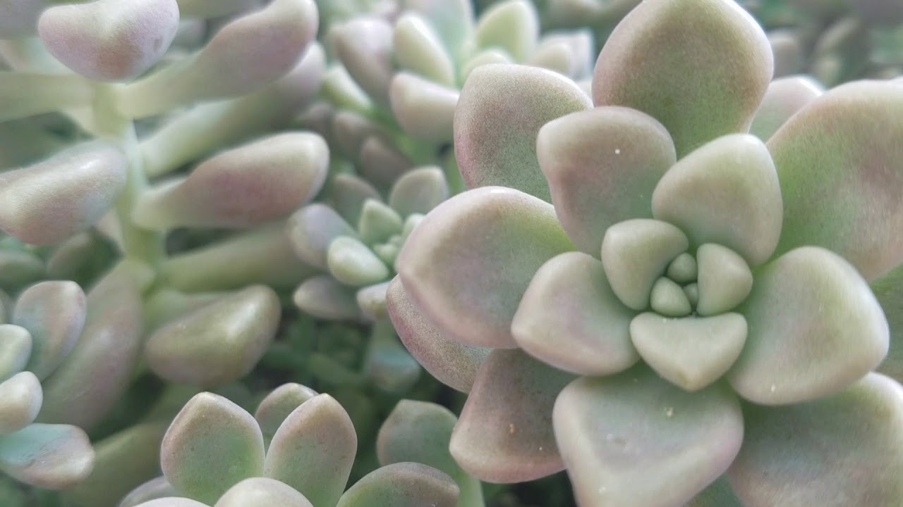 Graptopetalum mendozae#suculentalinda🌵