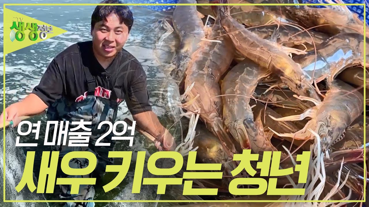 청춘시대! 연 매출 2억! 새우 키우는 청년 [2TV 생생정보] KBS 230905 방송
