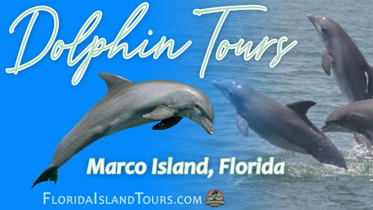 Dolphin tour Marco Island