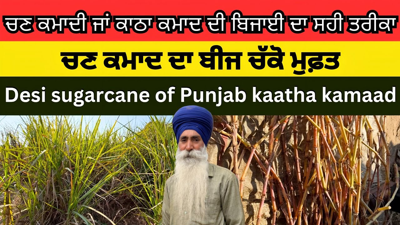 Desi sugarcane of Punjab 'Katha Kamad'। ਚਣ ਕਮਾਦ ਦੀ ਬਿਜਾਈ ਦਾ ਸਹੀ ਸਮਾਂ ਤੇ ਤਰੀਕਾ,  ਵੰਡਿਆ ਜਾ ਰਿਹਾ ਬੀਜ