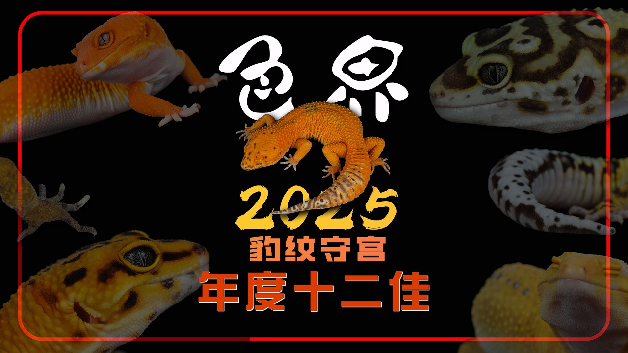 【豹纹守宫】色界2025年度十二佳-中